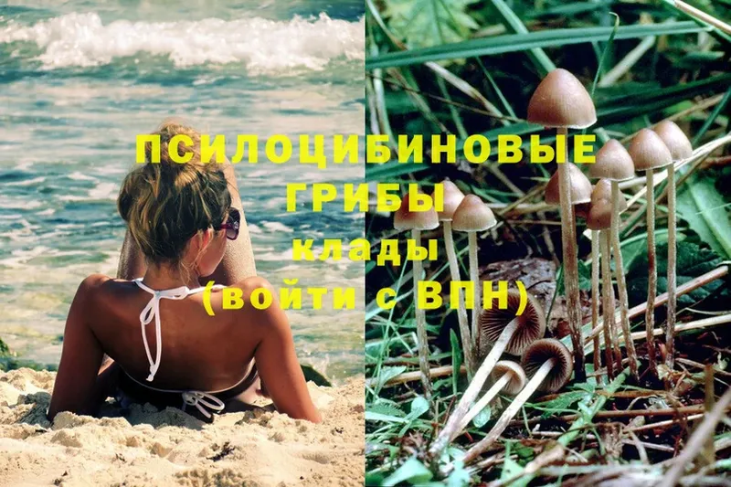 Псилоцибиновые грибы Psilocybine cubensis  MEGA ссылки  Мариинск 